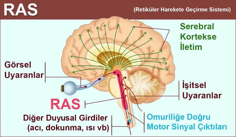 RAS: Retiküler Harekete Geçirme Sistemi