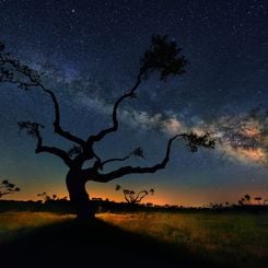  The Galaxy Tree 