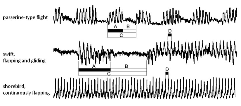Figür 2: Yankı imzalarının gösterdiği farklı uçuş türlerinin farklı kanat çırpış paternaları. Tüneyen kuşlar, karasağanlar, sahil kuşları. Figürde aynı zamanda farklı uçuş fazlarının zamanlaması da görülebilmektedir. (A) çırpma ya da güç evresi; (B) duraklama; (C) tam bir kanat çırpış döngüsü; (D) bir kanat çırpışı.  2012 Nature Education Bruderer ve ark. 2010'a takiben düzenlenmiştir. Tüm hakları saklıdır.