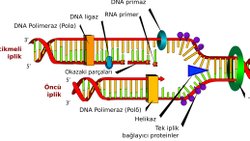 Vücudumuz Kendini Yanlış Kopyalıyor
