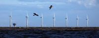 Advocates See Trump’s Move to Kill Wind as Legally Vulnerable