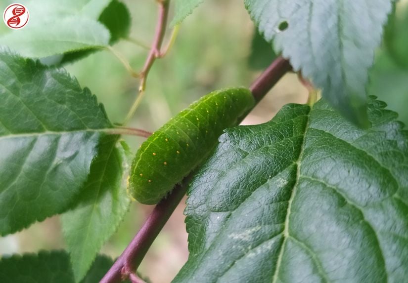 Larva (tırtıl) hali, Kırklareli.