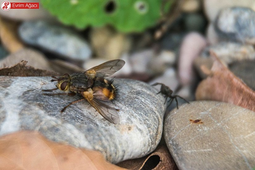 Arkadan geçerken objektifimize takılan bir örümcekle birlikte.