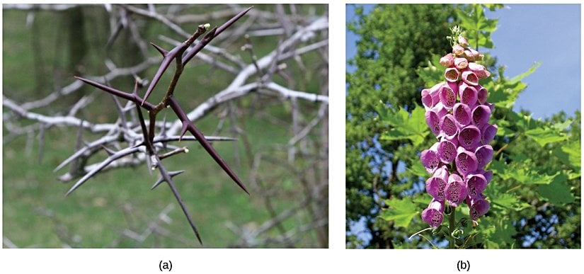 Şekil 19.4.2: Gladiçya ağacında (a) otçullara karşı mekanik bir savunma olan dikenler görülmektedir. Yüksükotunda (b) ise bitki tarafından üretilen toksinler tüketildiğinde mide bulantısı, kusma, halüsinasyon, konvülsiyon veya ölüme neden olabilir.