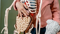 Merkezi Sinir Sisteminden Ayrı Çalışan Bir Organ