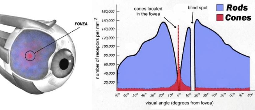 Retinadaki koni ve çubuk hücrelerinin dağılım grafiği. &quot;Fovea&quot; olarak isimlendirilen nokta, grafikte kırmızı renk ile gösterilmiş olan koni hücrelerinin en yoğun olduğu yerdir. Mavi renk ile gösterilmiş olan çubuk hücrelerinin en yoğun olarak bulunduğu yer ise fovea noktasının yaklaşık 8° ila 16° yanındadır. Önlenmiş görüşün en iyi çalıştığı nokta burasıdır.