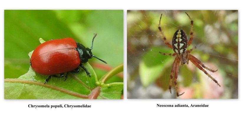 Böceklerde anten bulunurken örümceklerde anten bulunmaz.