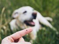 Local Dog Owners Call for Vigilance Over Rising Lyme Disease Cases in Pets - The Sun Times News