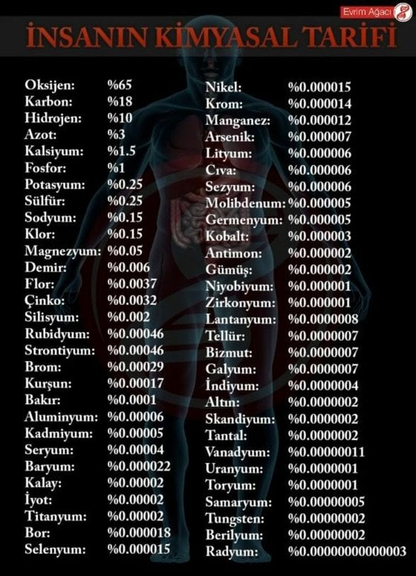 İnsan vücudunda bulunan elementler ve yaklaşık oranları.