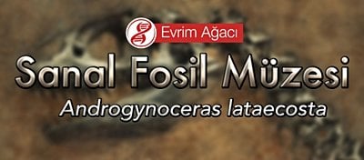 Androgynoceras lataecosta (Ammonit Örneği)