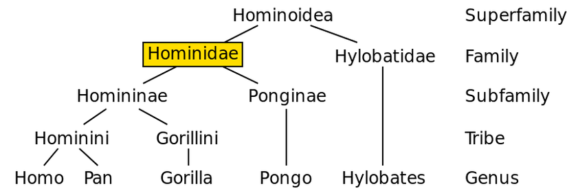 Günümüzde Hominoidea sınıflandırması