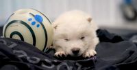 Возвращение легенды: учёные воскресили лютоволков из «Игры престолов»