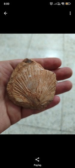 Bunun bir fosil olduğunun farkındayım Hatay'da buldum ama ne tür bir fosil ilgi alanında olan birileri yazabilirmi bir değeri varmı yoksa saklayacağım?