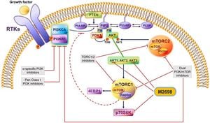 New Insights Into AKT3-Related Neurodevelopmental Disorders Unveiled