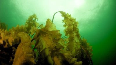Isınma, Maine Kıyılarındaki Ekolojik Durum Değişimini ve Kelp Ormanlarının Kaybını Hızlandırıyor!
