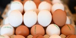 Germany Refuses Egg Exports To Aid US Amid Severe Crisis