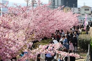 Cherry Blossoms Bloom In Kochi And Awaji, Spring Comes Alive