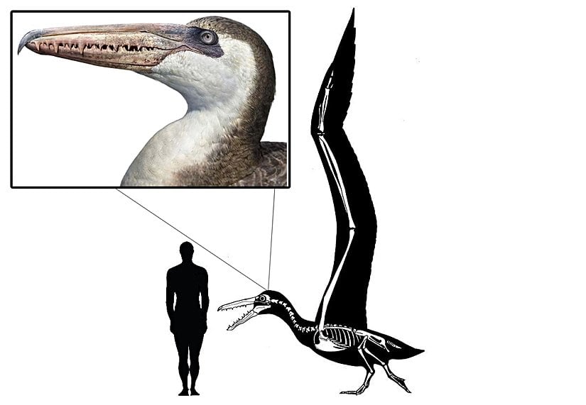 Ortalama bir insan ile karşılaştırması.