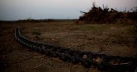 Brazil agencies clash over soy moratorium, raising risks for traders