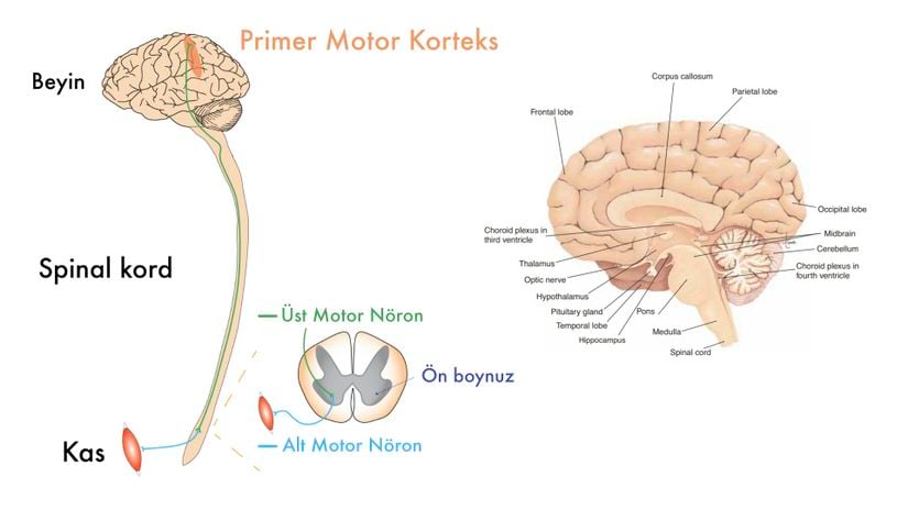 Motor nöronların yerleşim yerlerine göre sınıflandırılması ve beyin anatomisi.