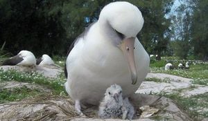 Oldest Bird Wisdom Lays Egg At 74