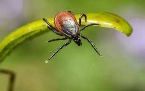 Udmurtia Faces Surge In Tick Bites This Spring