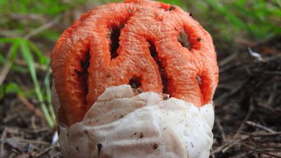 Kafes mantarı (Clathrus ruber)