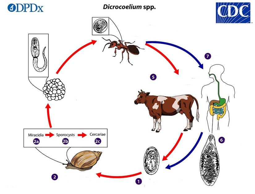 Dicrocoelium dendriticum yaşam döngüsü (Trematodların larval dönemleri genel olarak mirasidyum, sporakist, redi, serker ve metaserker aşamalarından oluşur ancak Dicrocoelium'da redi safhası bulunmaz; Arakonak: Parazitin ergin dönemi dışında bulunan gelişme dönemlerinden en az birisini taşıyan canlıdır; Sonkonak/Kesinkonak: Parazitin cinsel erginliğe ulaşıp çoğalabildiği ergin dönemini taşıyan canlı)