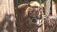 Early warnings, AI surveillance enough to protect tigers in Karnataka?