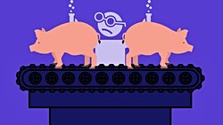 Domuz Embriyosunda İnsanlaştırılmış Böbrekler Yetiştirildi!