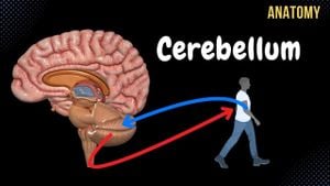 Cerebellum's Role Unveiled: Crucial For Motor Adaptation