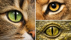 Kedilerin gözlerindeki iris neden diğer kedigillerdeki iris gibi düz değil de sürüngenlerdeki iris gibi çizgi şeklindedir?