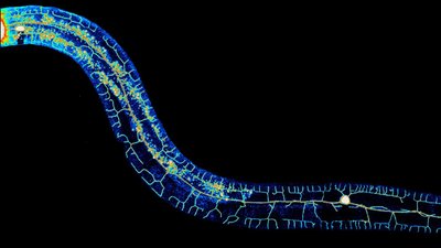 Lamarck Haklı Mıydı? Sonradan Kazanılan Özellikler Küçük RNA'larla Kalıtılabilir!