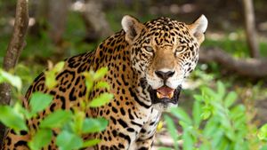 Lawsuit Challenges Forest Service Road Plans That Threaten Jaguars