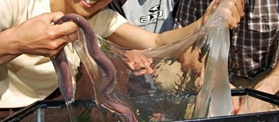 Hagfish ve İlginç Salgısı