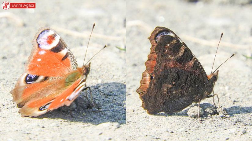 Tavuskelebeği  (Nymphalis io) kanat üstü ve kanat altı görüntüsü, Samsun.