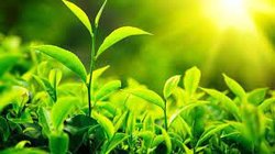 Bir hücre fotosentezinde CO2 çıkışı var mıdır?