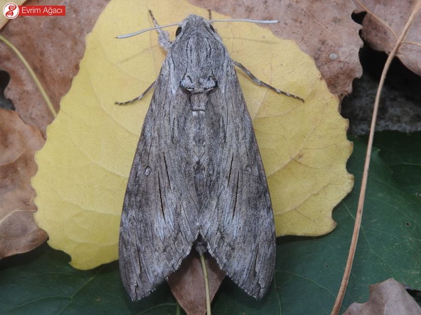 Sarmaşık atmaca güvesi (Agrius convolvuli), erişkin birey (Sakarya).