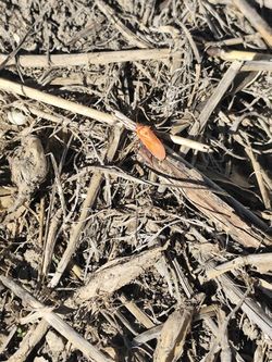 Bu böcek ne tür acaba?