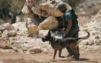 الأورومتوسطي: هولندا تصدّر كلابًا عسكرية تُستخدم بتعذيب الفلسطينيين