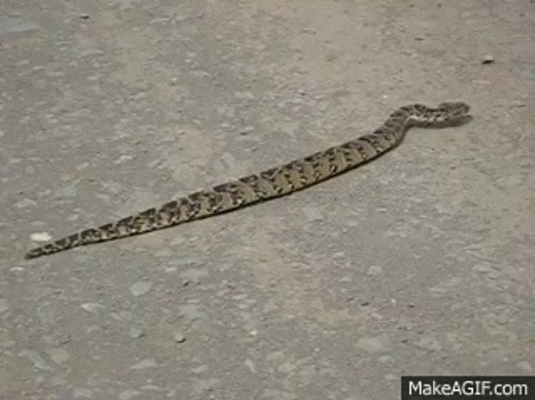 Bu düz ilerlemek için kullanılan ancak ilerlemesi çok yavaş olan bir yöntemdir. Bu yöntemin diğer bir adı da tırtıl hareketidir. Yılan hareket etmek için tüm vücudunu kullanır. Tıpkı bir tırtıl gibi daralan kasları öne doğru gevşeterek ilerlemeyi sağlar.