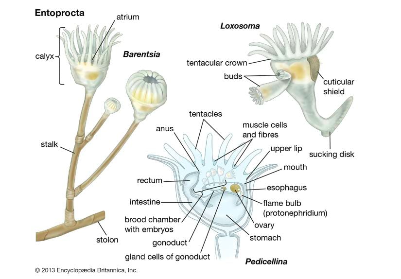 Entoprocta (İç Anüslüler) hayvanlarının anatomik görüntüsü.