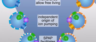 En Eski Ortak Atanın Hücre Zarına Dair Yapılan Modellemeler, Biyolojinin Temel Sorularına Işık Tutuyor!