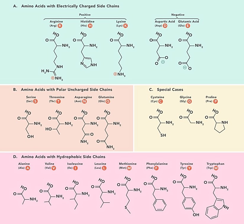 Görsel 2: 20 çeşit amino asidin moleküler yapıları