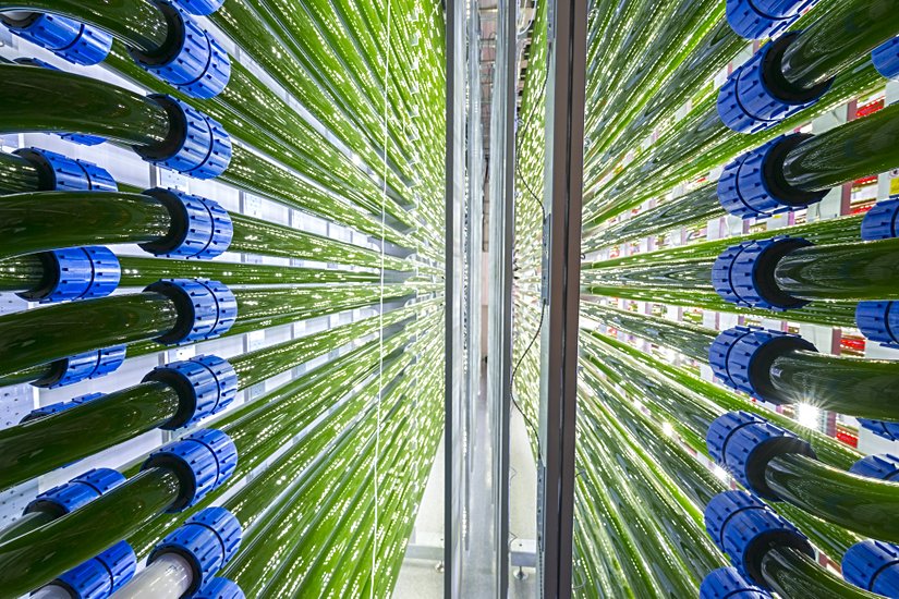 Bir fotobiyoreaktörün içi