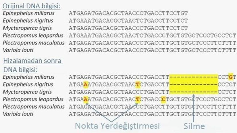 Birbiriyle akraba olan 7 tropik balık türünün DNA dizilimindeki mutasyon (Veriler, epinepheine serranidlere ait intron 6 LDH-A geninin dizilenmesinden elde edilmiştir.) Orijinal DNA bilgisi üstte, dizilemeden sonra DNA bilgisi ise altta gösterilmiştir. Nokta yer değiştirmeleri kırmızıyla belirtilmiştir. Sarı kutucuk içerisindeki kesik çizgiler ise 12 bazın silinme işlemini göstermektedir.