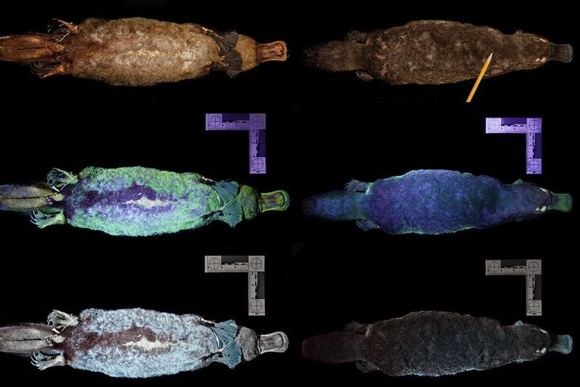 Sırasıyla normal ışıkta ve UV ışık altında bir Ornitorenk (Ornithorhynchus anatinus)