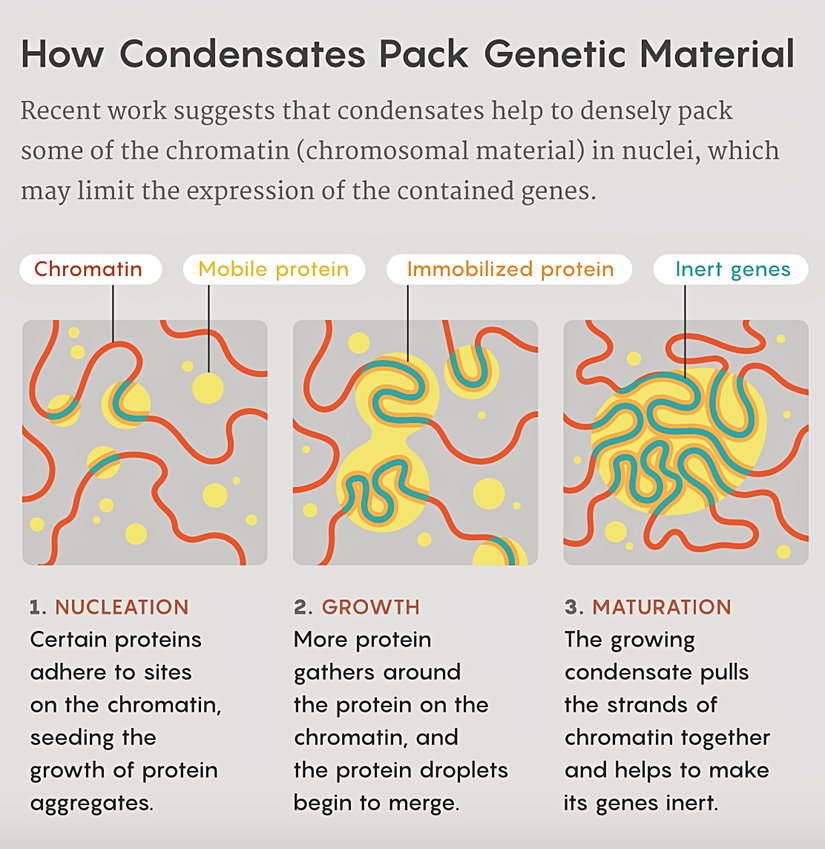 Yapılan son araştırmalarda; yoğuşmanın çekirdekteki kromatinin bir kısmının içeriği, genlerin ekspresyonunu kısıtlayarak yoğun bir şekilde paketlenmesine yardımcı olduğu ortaya konuldu. Görsel 1’de çekirdeklenme evresi anlatılmaktadır. Bu evrede bazı proteinler, kromozomlar üzerindeki bölgelere yapışarak protein kümelerinin büyümesini sağlar. Görsel 2’de büyüme evresi anlatılmaktadır. Bu evrede kromatinin üzerine daha fazla sayıda protein yapışır ve protein damlacıkları birleşmeye başlar. Görsel 3’de ise olgunlaşma evresi anlatılmaktadır. Bu evrede de genişleyen yoğuşma damlacıkları kromatinleri kendilerine çekmeye başlar ve genlerin susturulmasına yardımcı olur.