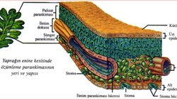 Bitkilerin Yapısı