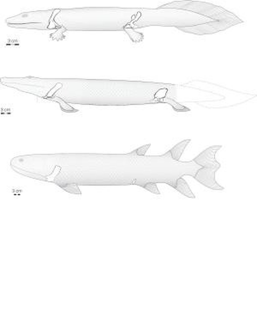 Tiktaalik roseae'nın yeni materyaller üzerine güncellenmiş rekonstrüksiyonu. Kaynak: John Westlund, Chicago Üniversitesi